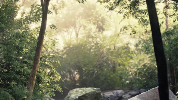 Fog in the Mysterious Rainforest alt