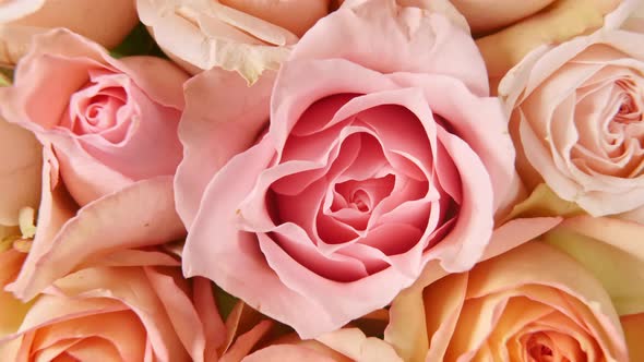 Beautiful Pink Rose Rotating on White Background Macro Shot alt