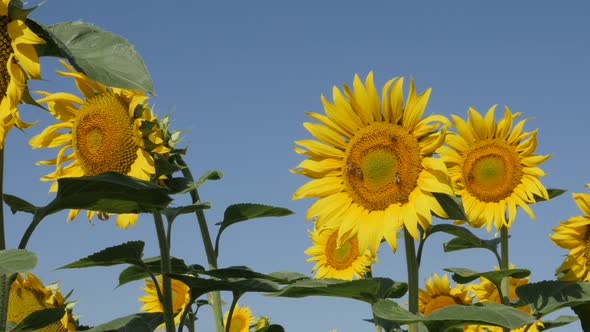 Sunflower Helianthus annuus plant heads and honey bees 4K video alt