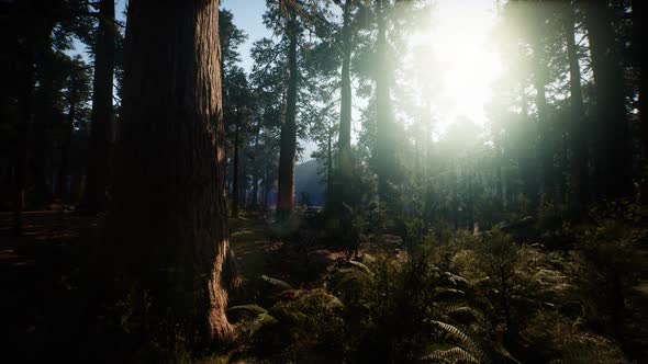Sequoia National Park Under the Fog Mist Clouds alt
