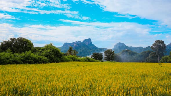 Time-lapse of Sunhemp or Crotalaria juncea flower field with Khao Jeen Lae mountain background alt