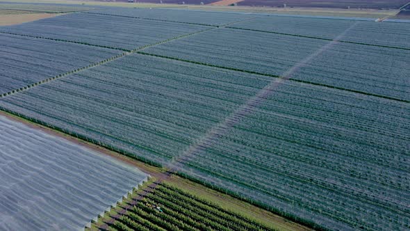 Aerial view of the Apple plantation. The cultivation of apples alt