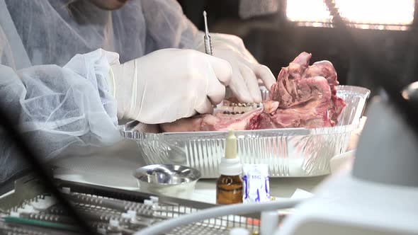 A Dental Intern Trainee Practices His Skills on a Pig's Jaw. The Dentist Tests His Dentist Skills on alt