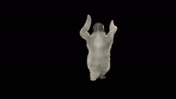 78 Penguin Dancing 4K alt