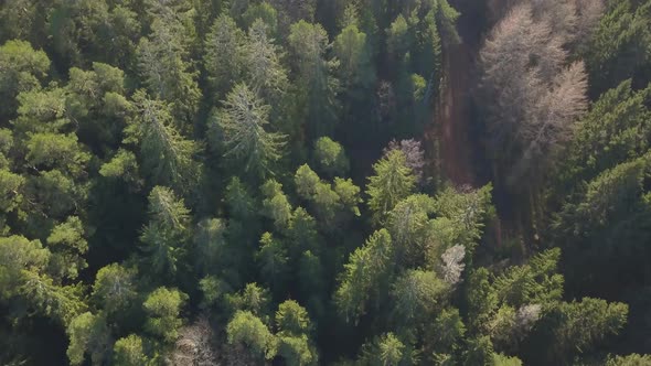 drone shot from a spruce forest to a deforested area with sunshine. 4k alt