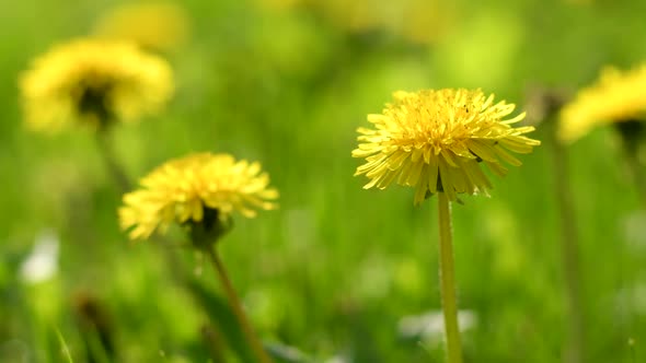 Flowers of Dandelion on Green Grass Background