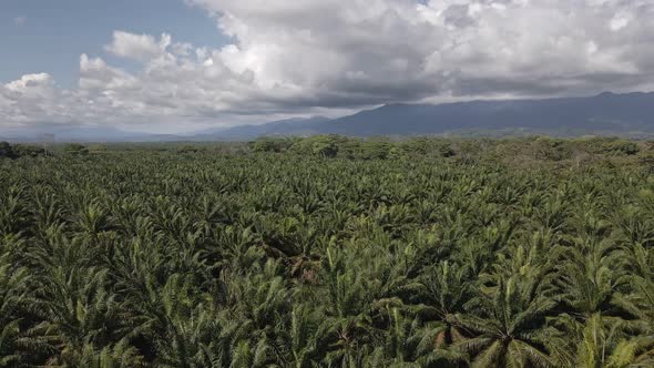 Gigantic, commercial palm oil plantation with a mountain backdrop underneath a cloudy sky. Low aeria alt