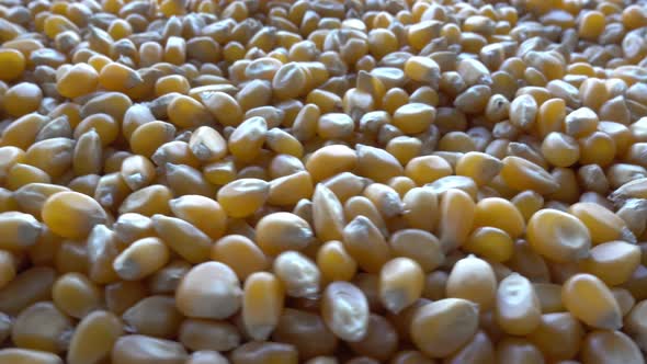 Corn Seeds alt