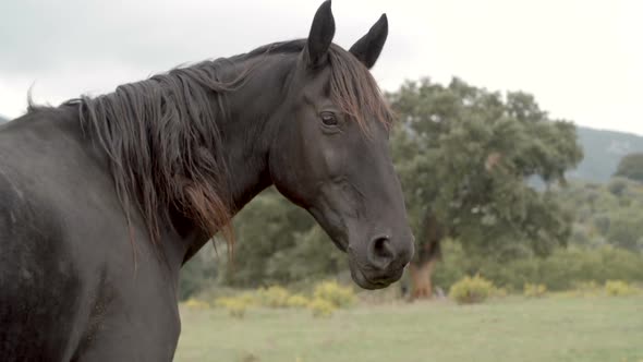 Portrait of Black Horse Outdoor Gimbal Steadicam alt