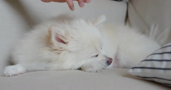 Woman Cuddle on White Pomeranian Sleep on The Sofa alt