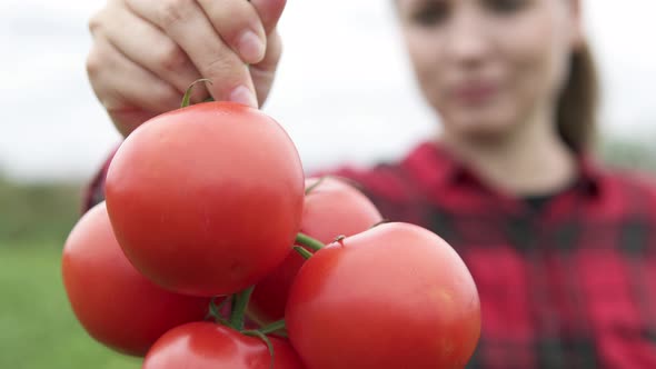 The farmer holds fresh fragrant red tomatoes in his hands. Organic vegetables on the farm. alt
