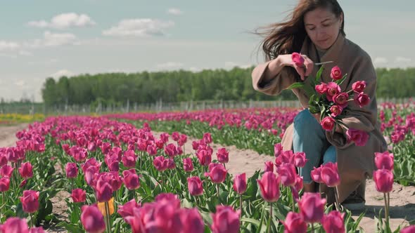 Woman picks a bouquet of tulips