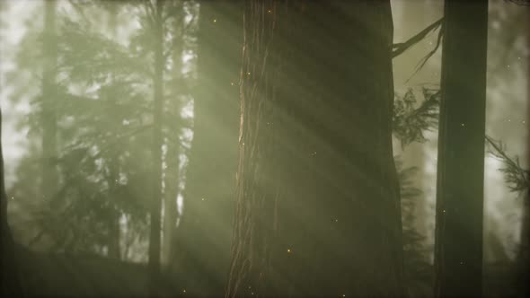 Wild Pine Forest at Sunrise alt