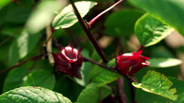 Nice Panning Depth of Field shot of Wind Blowing Roselle Sorrel Hibiscus Plant in Botanical Garden alt