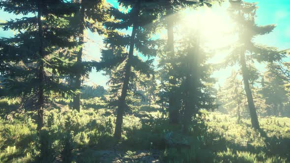 Green Trees of the Spruce Forest alt