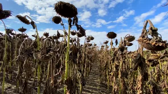 The Mature Full Dry Sunflower Plant with Seeds in the Head Sprouts on the Field Under the Open Sky alt