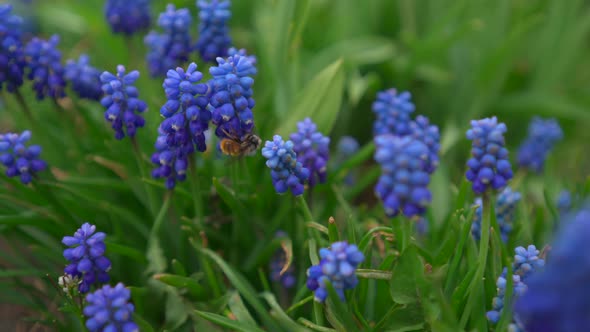 Bee collects pollen from a flowers, close up. Beautiful nature alt