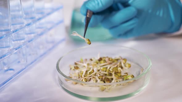 Research of GMO in the Laboratory. A Scientist in a Modern Laboratory Conducts an Experiment on alt