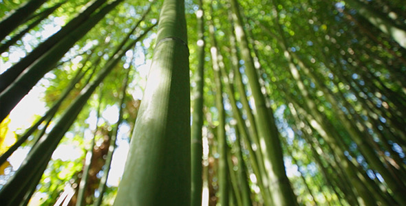 Bamboo