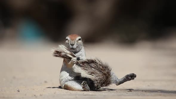 Grooming African Ground Squirrel alt