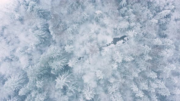 AERIAL - A snowy winter forest in Sweden, wide shot top down pan right alt