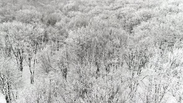 Aerial View of Forest in Winter alt