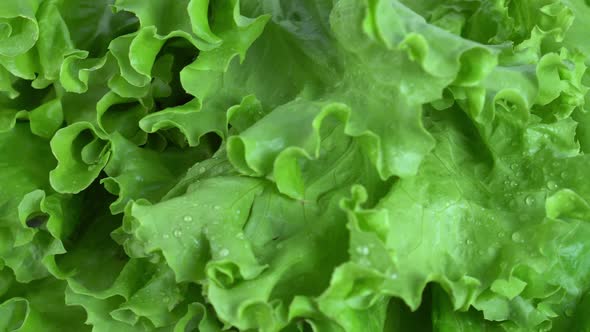 Green Lettuce Leaves Rotate Closeup