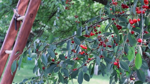 Ripe Sour Cherry Branch in the Beating Wind 01