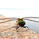 Dragonfly on the Stone - VideoHive Item for Sale