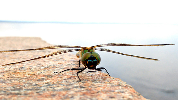 Dragonfly on the Stone