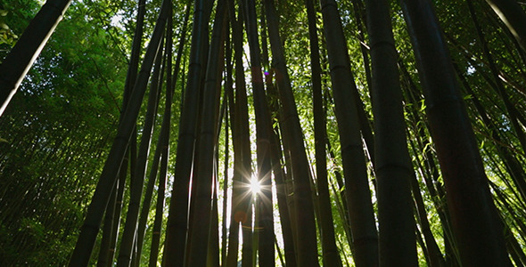Bamboo 2