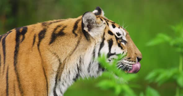 Close-up of Tiger Sticking in Forest alt