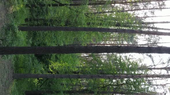 Vertical Video of a Forest with Pine Trees alt
