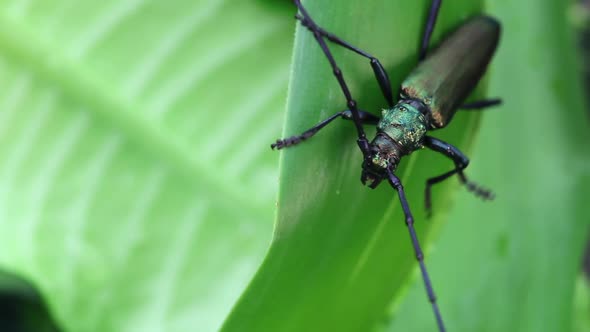Long-horned Beetle Closeup in the Wild