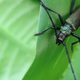 Long-horned Beetle Closeup in the Wild - VideoHive Item for Sale