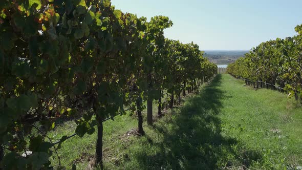 Pan over the rows of the vineyard at Monsaraz Castle. alt