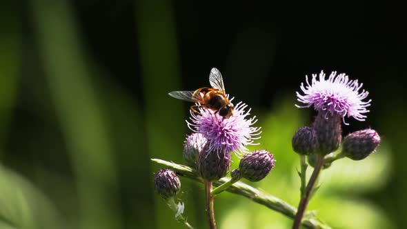 Hoverfly   