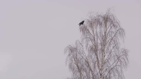 A lone carrion crow on top of a leafless tree in Sweden, wide shot alt