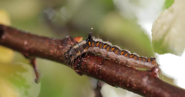 Yellow Tail Moth Euproctis Similis Caterpillar Goldtail or Swan Moth Sphrageidus Similis alt