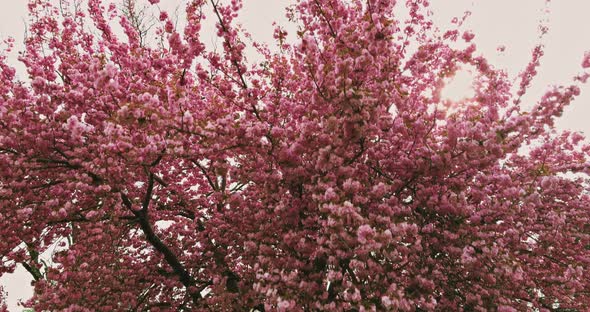 Beautiful Scenic Park on Branches of Blossoming Sakura Floral Nature Spring alt