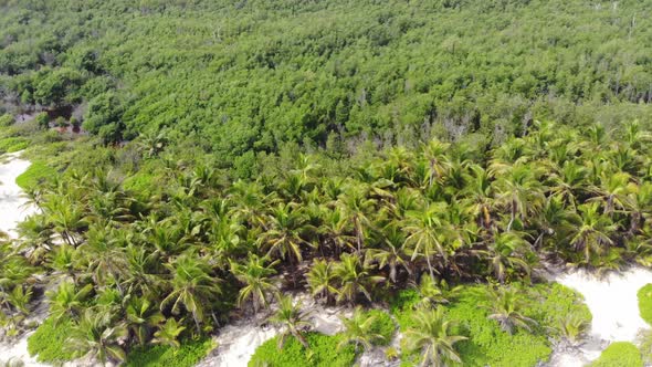 Aerial Footage of Tropical Forest and Palm Trees on the Beach Dominican Republic alt