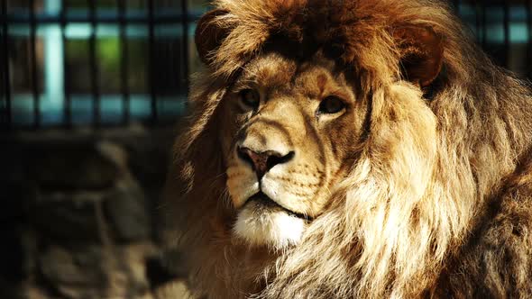 Close Up Of An African Lion. Side View