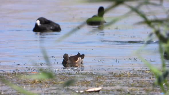 Wild Common Moorhen Bird Swim on Lake Water Surface alt