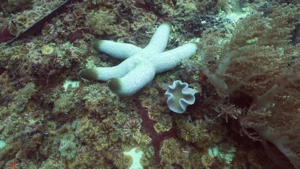 Starfish on Coral alt