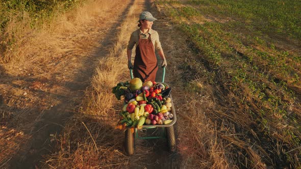 Girl Farmer Rolls a Wheelbarrow with Vegetables alt