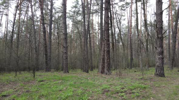 Forest Landscape Aerial View Ukraine alt