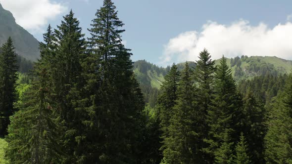 Drone slowly flying past tree top and revealing beautiful green valley surrounded by hills and mount alt