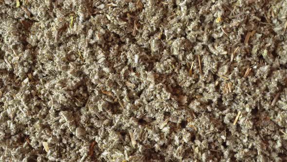 Rotation Medicinal Herbs Sage alt