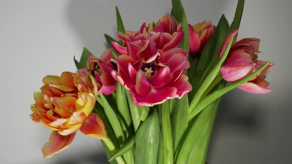 Colorful and vibrant tulips bloom in timelapse video isolated on white alt