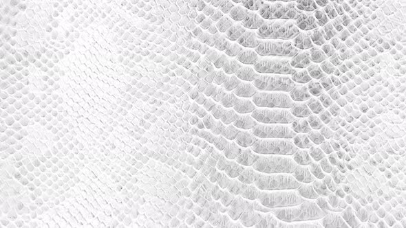 Skin snake background White snake skin texture Close-up